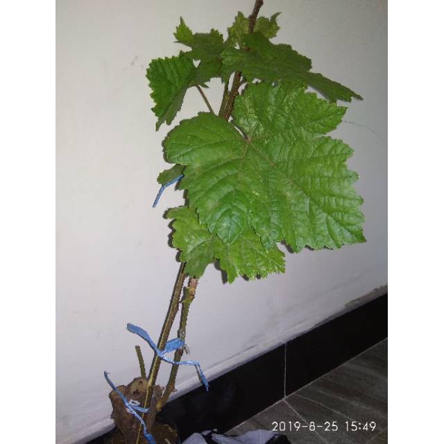 Anggur import mondrop.