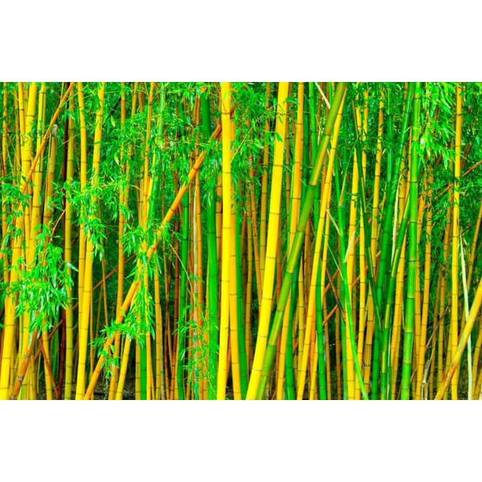 Super Bibit Pohon Bambu Kuning - Bambu Kuning Hias - Tanaman Bambu Panda