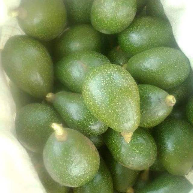 

Alpukat mentega