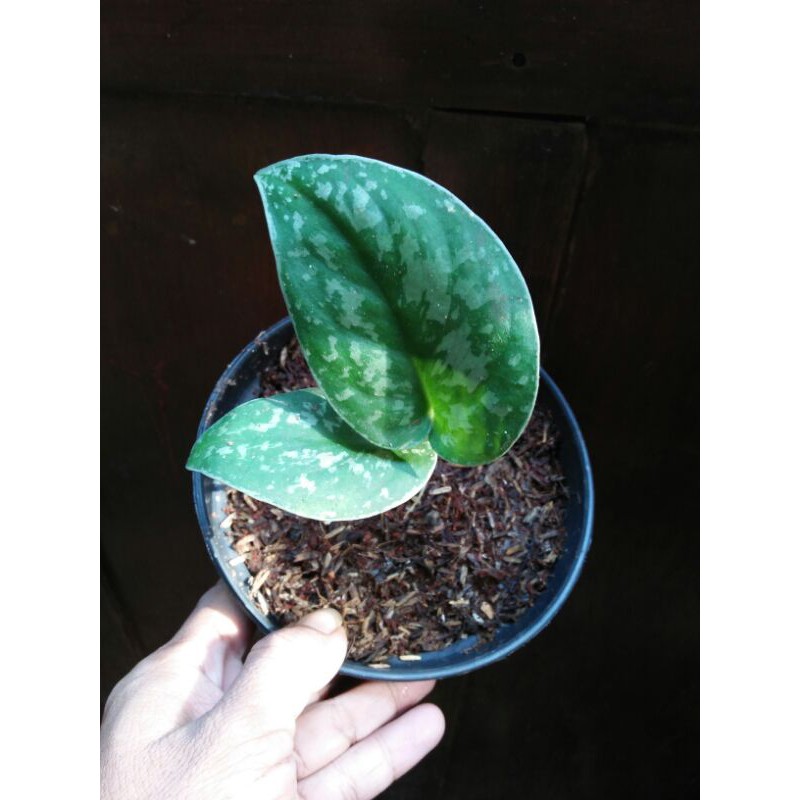 Sirih Gading Silver/Scindapsus pictus