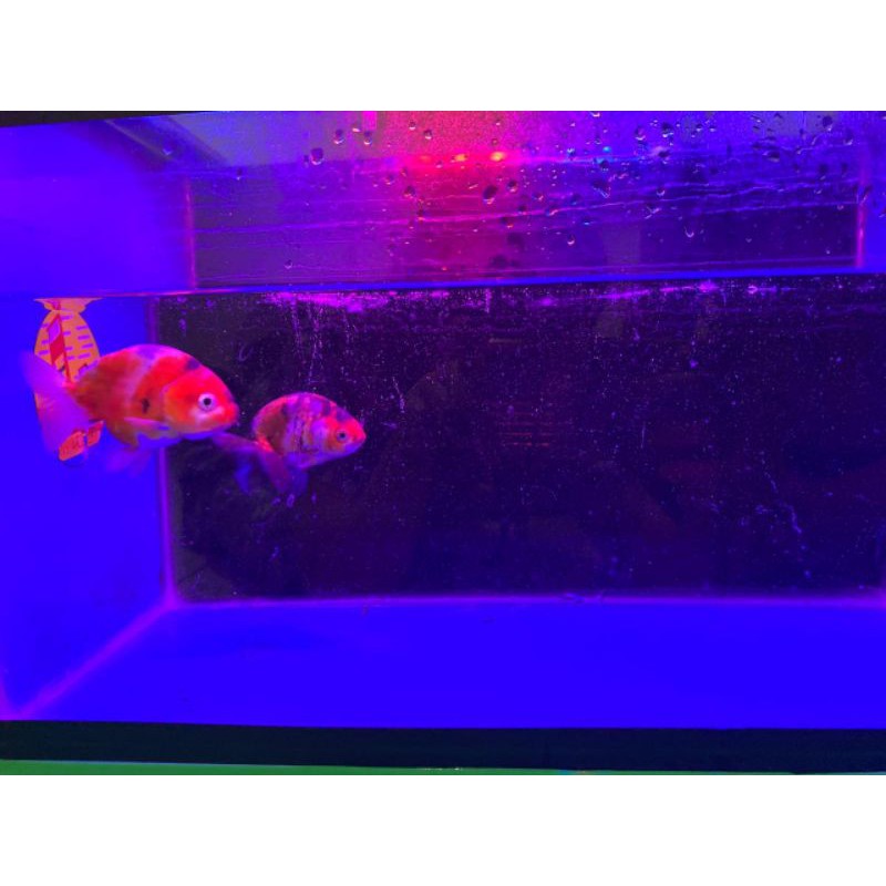 Mas Koki Ranchu