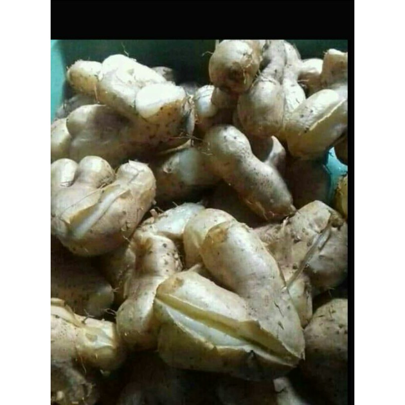 1kg kentang hitam kecil