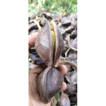 

jengkol fresh berkulit