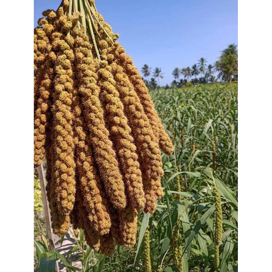 Gratis Bonus - 500 Bibit Benih Jewawut