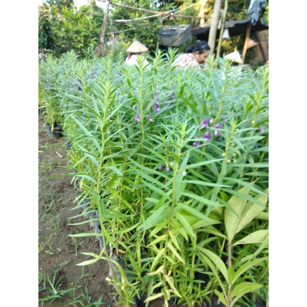 Bibit bunga lavender