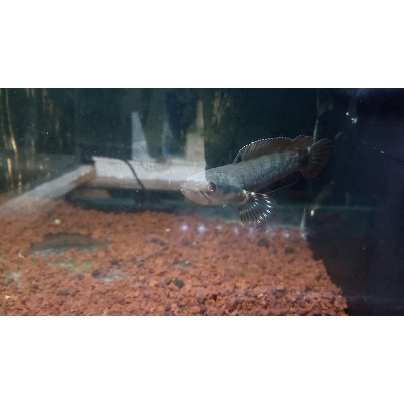 Channa red stripe pulchra