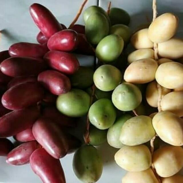 

Kurma muda