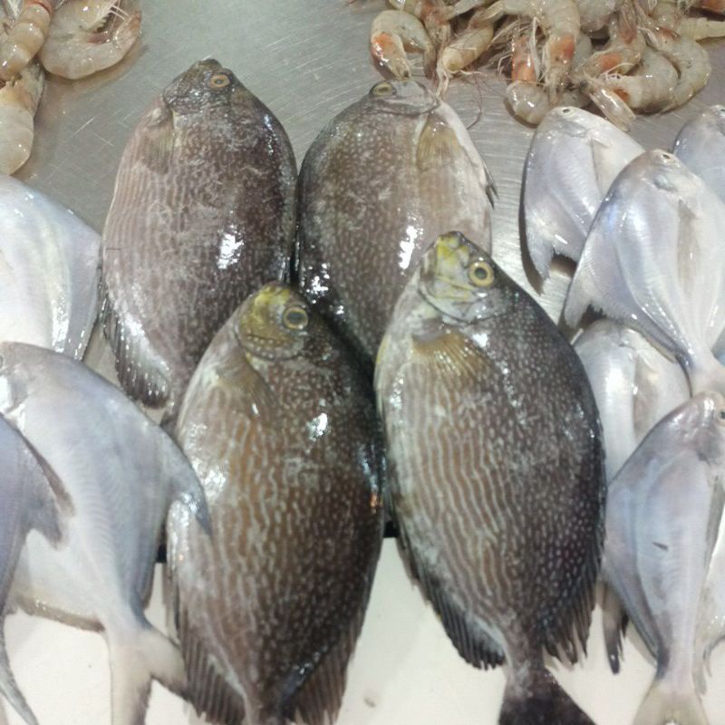 

Ikan Baronang Segar 1kg