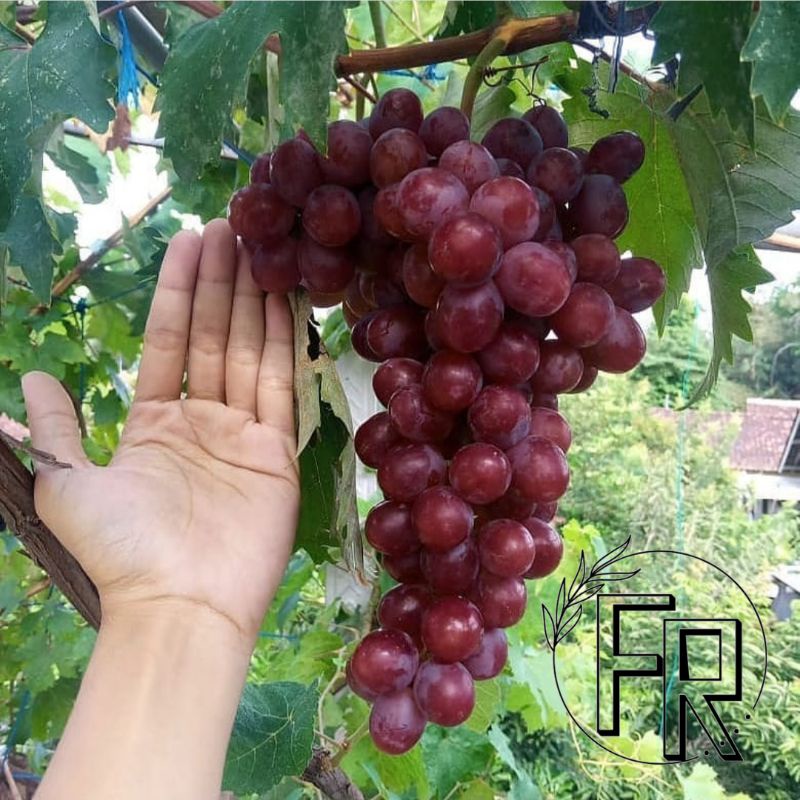 BIBIT TANAMAN BUAH ANGGUR IMPORT NIZINA // BIBIT ANGGUR NIZINA