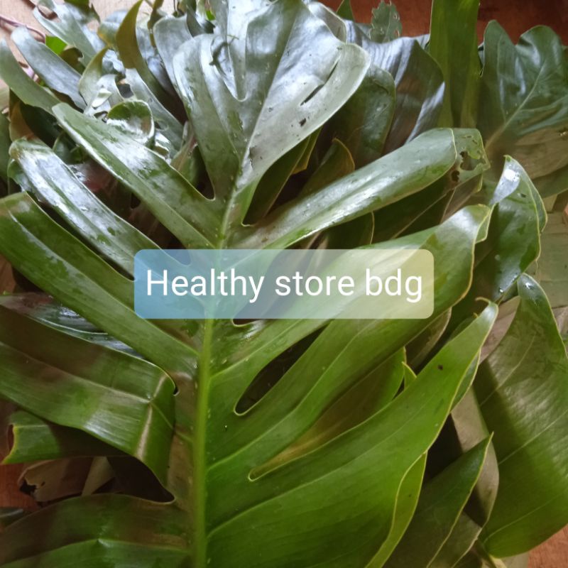 

Daun ekor naga segar fresh 1 kg