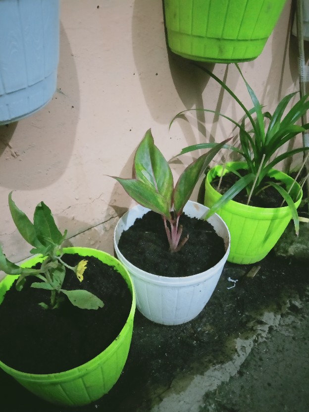 Tanaman Hias Aglonema Lipstik Siam Aurora