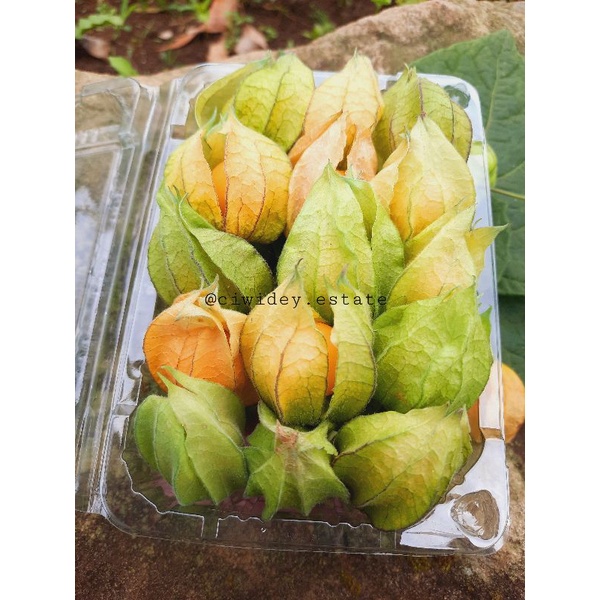 

buah ciplukan | goldenberry | cecendet fresh 100 gram