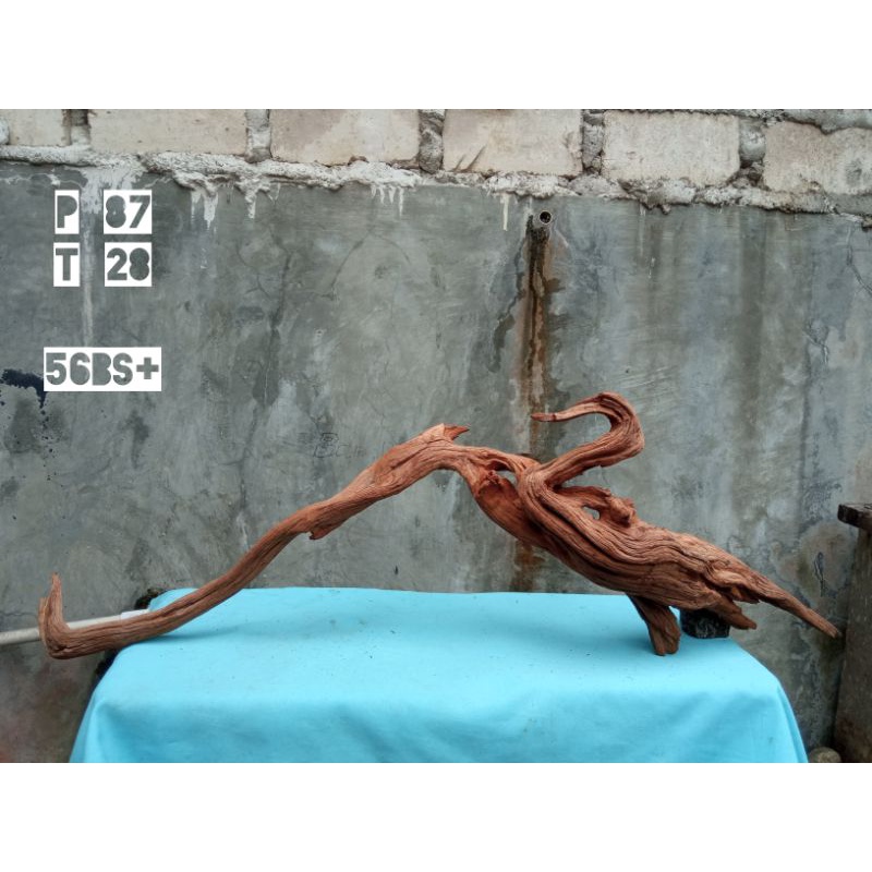 kayu santigi aquascape size L+