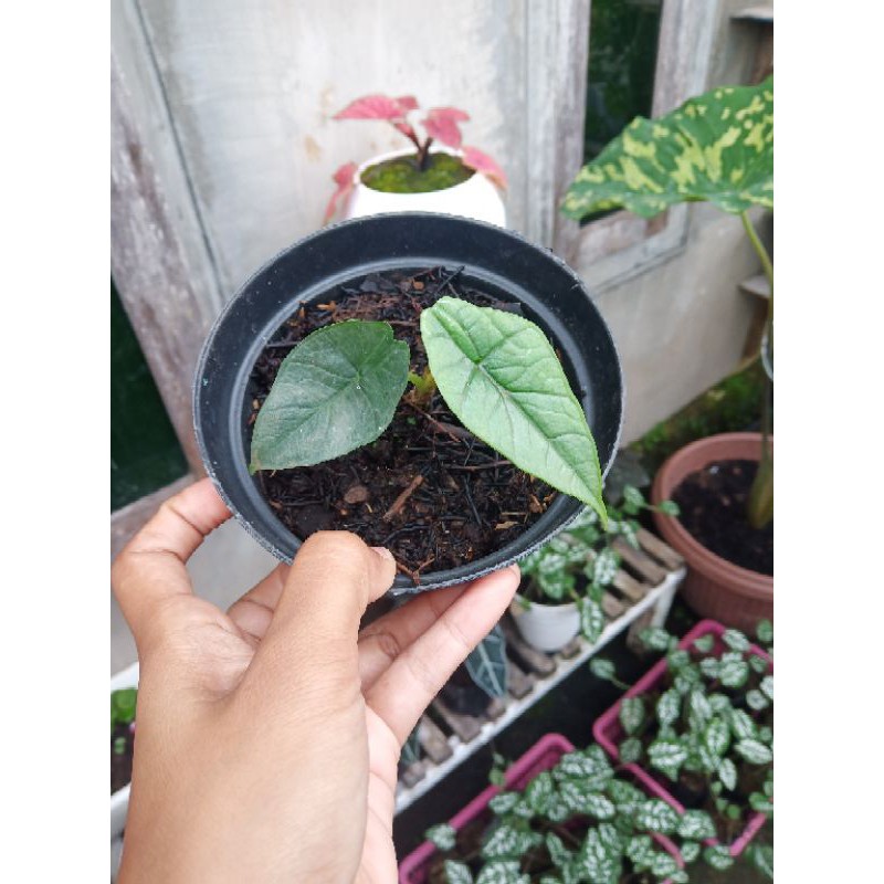 alocasia bisma