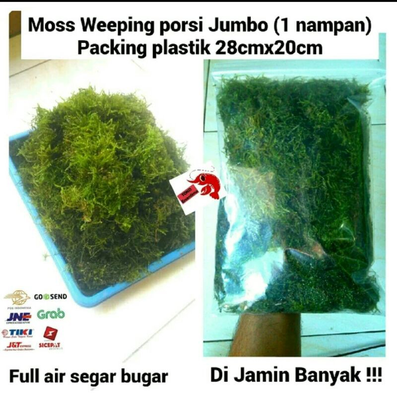 Java Moss Aquascape porsi Jumbo 1 Nampan