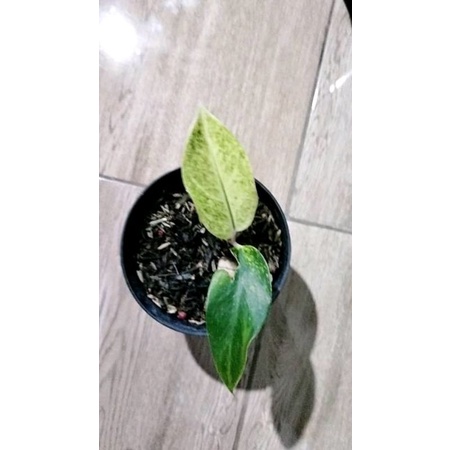 aglonema big roy putih