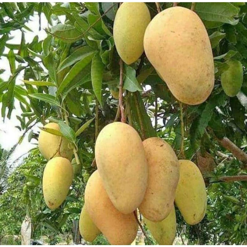 bibit mangga Chokanan BERBUNGA