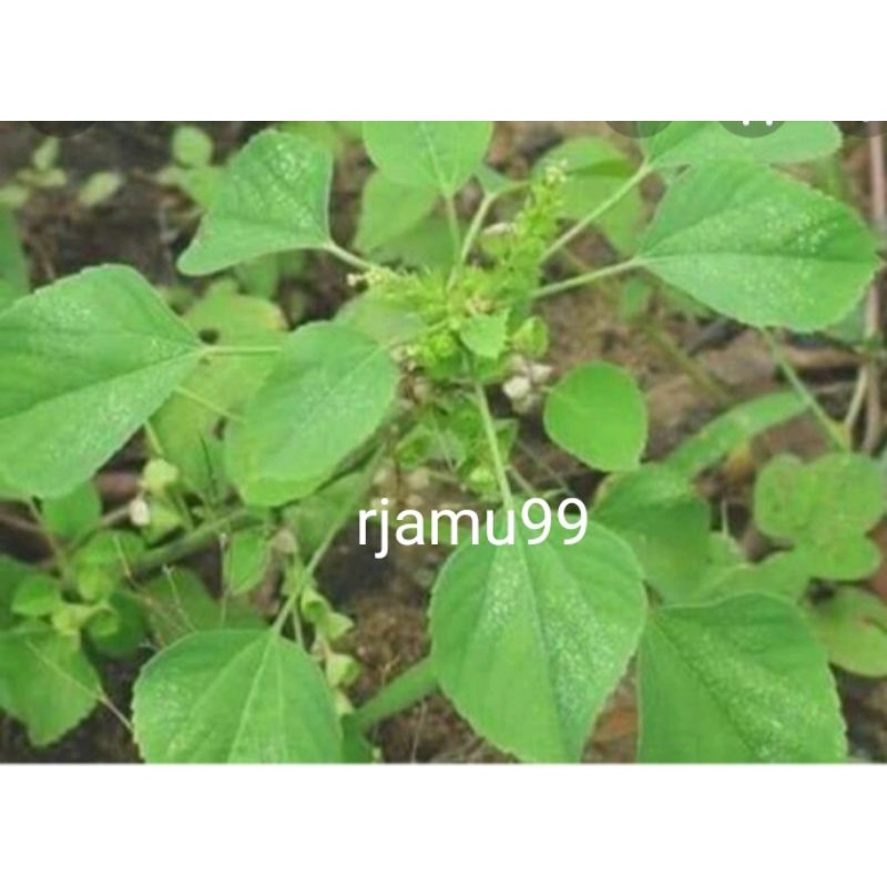 

Daun segar Anting anting 250g bisa COD