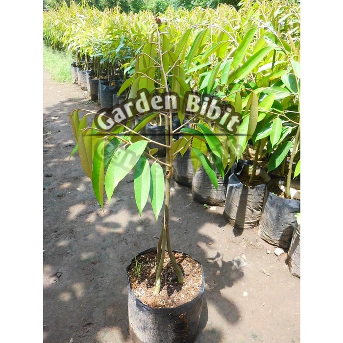 Bibit Duren Musangking Kaki 3 super okulasi