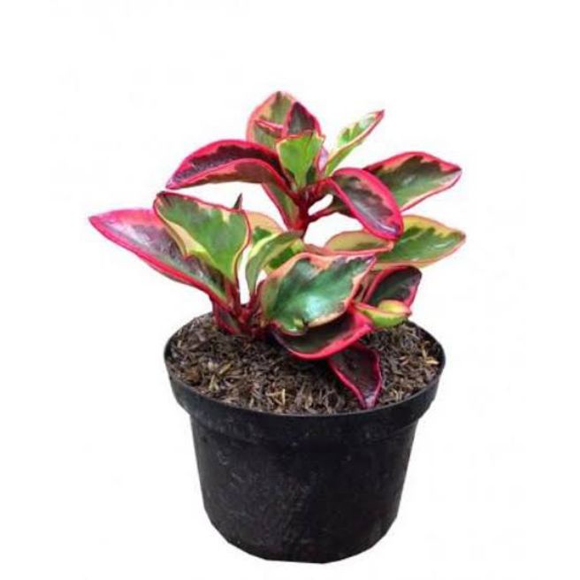 Tanaman Hias Peperomia Merah / Pohon Peperomia Merah Murah