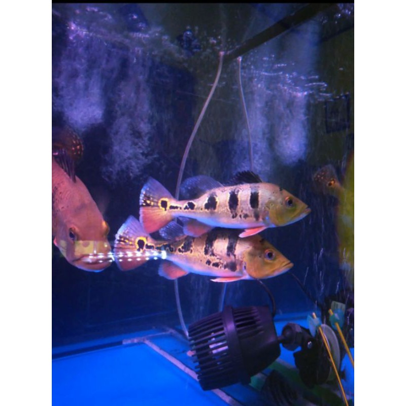 pbass mono good marking