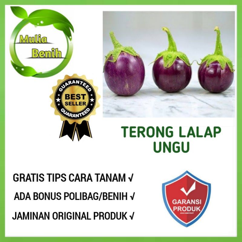 Benih Bibit Terong Lalap Ungu Isi 50 Biji - Bibit Tanaman Sayur Sayuran Terong Ungu Bulat Terong