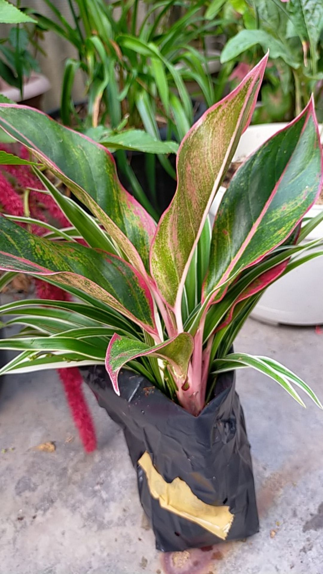 Bibit Bunga Aglonema Lipstik Aurora