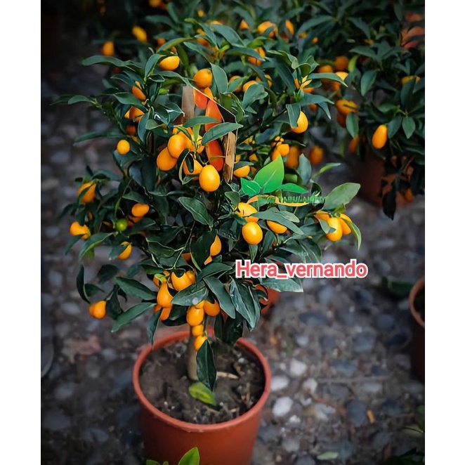 Bibit Jeruk Nagami Sudah Berbuah Batang Besar
