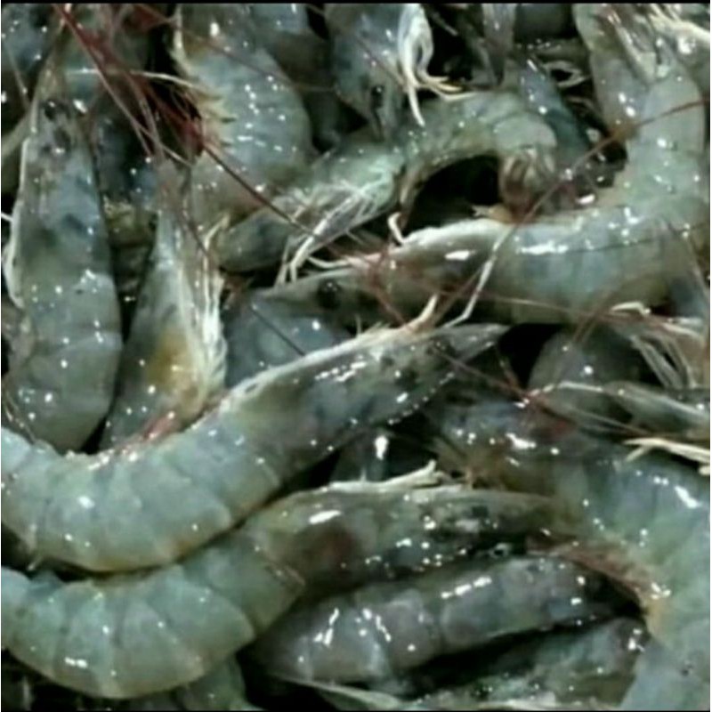 

Udang Segar (500gr)