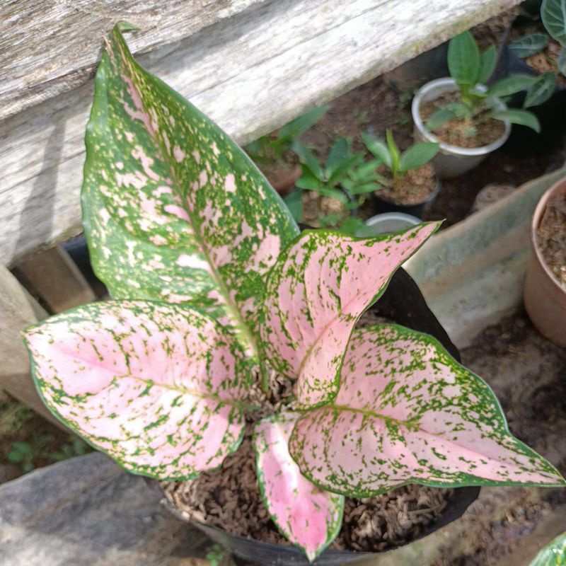 bunga aglonema Ruby Kristin/lady Gaga daun 4-5 sehat