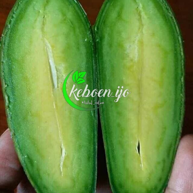 Bibit alpukat tanpa biji super unggul