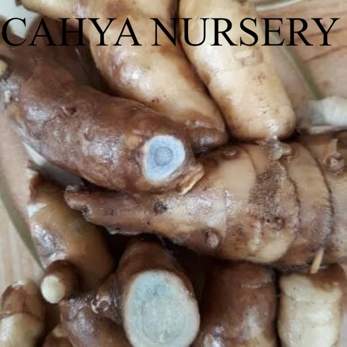 

Promo kunyit hitam segar/kunyit hitam 1kg/temu hitam 1 kg/temu silahkan di order