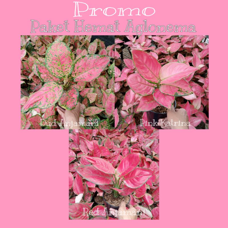 Promo Hemat Aglonema 3 Pohon (Red Anjamani+Dud Anjamani+Pink Katrina) Harga Lebih Hemat