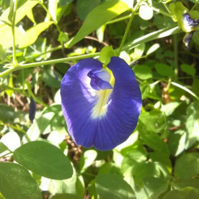 Bibit/benih bunga telang