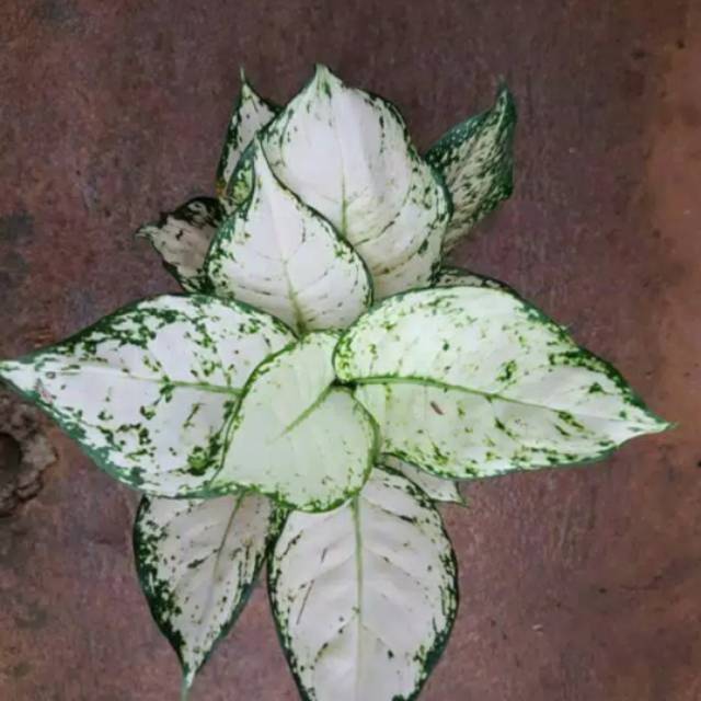 AGLOENEMA WHITE DUT ANJAMANI