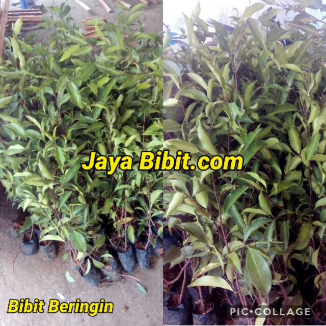 

Bibit Beringin