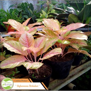 aglaonema aglonema  aglo suksom jaipong Shopee Indonesia