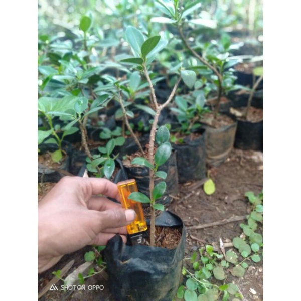 Bibit ficus dolar korea