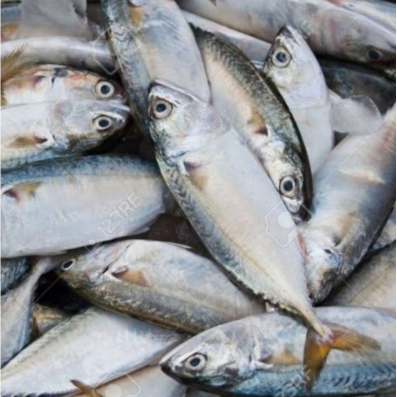 

ikan kembung banjar segar