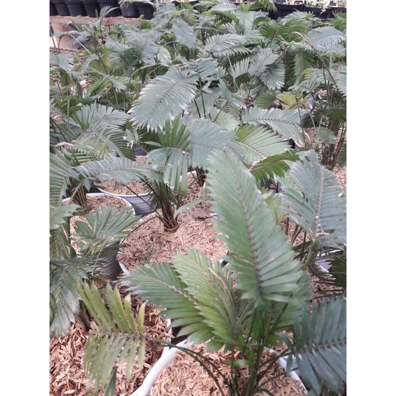 Tanaman hias palem paris / palem mini