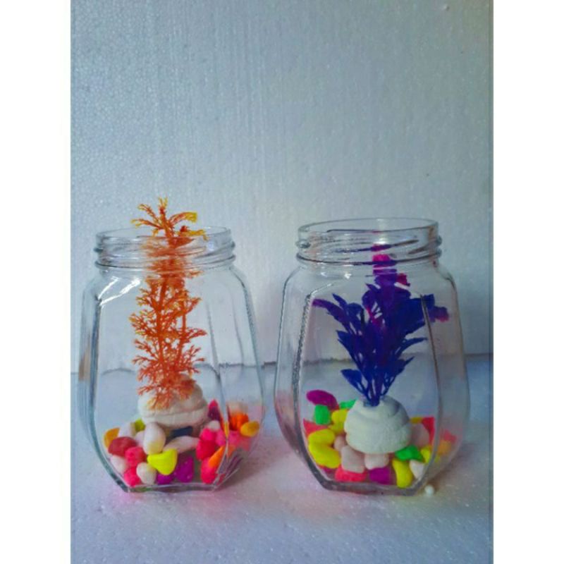 Toples ikan cupang, Botol kaca ikan hias, Aquarium mini ikan cupang
