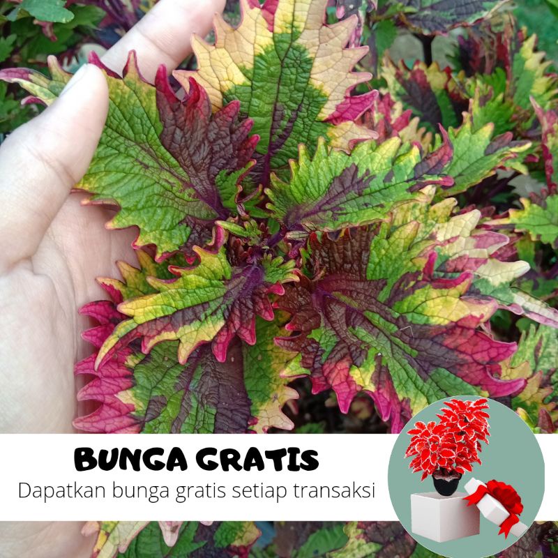 BUNGA MIANA / MIANA STEK / MIANA HIDUP / BUNGA HIDUP / MIANA MURAH / MIANA PREMIUM / BIBIT MIANA