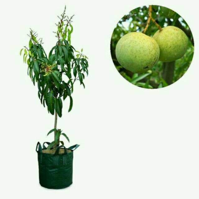 Bibit buah mangga kelapa