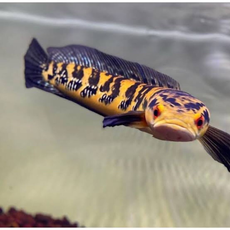 Yellow sentarum 11-12cm bar rapih hampir simet cabung