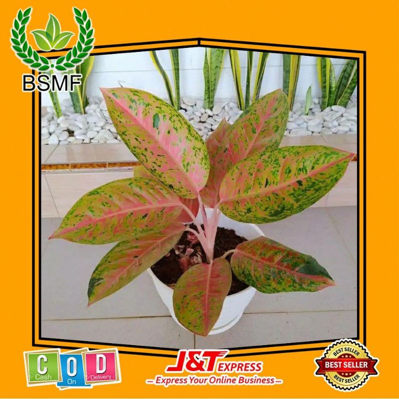 Tanaman Hias Aglonema  Big Roy Lulaiwan/Aglonema Big Roy Dewasa Mudah dan Bisa COD