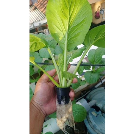 

sayur hydroponik