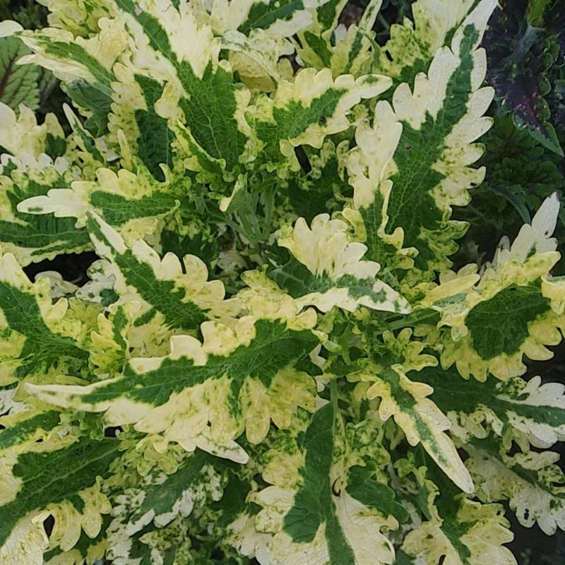 Tanaman hias miana premium ekor naga kuning