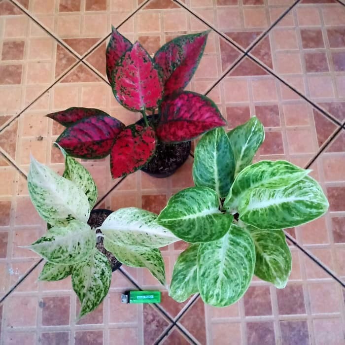 Paket 3 Tanaman Aglonema (Red King + Silver Queen + Mutiara Siam)