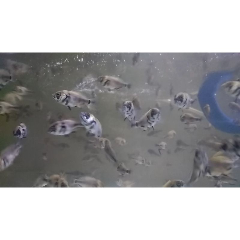 Ika Oscar Paris tembaga