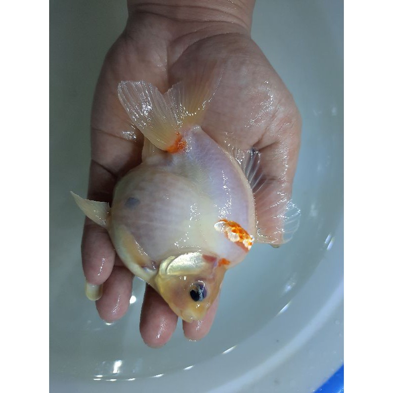 

ikan koki ryukin